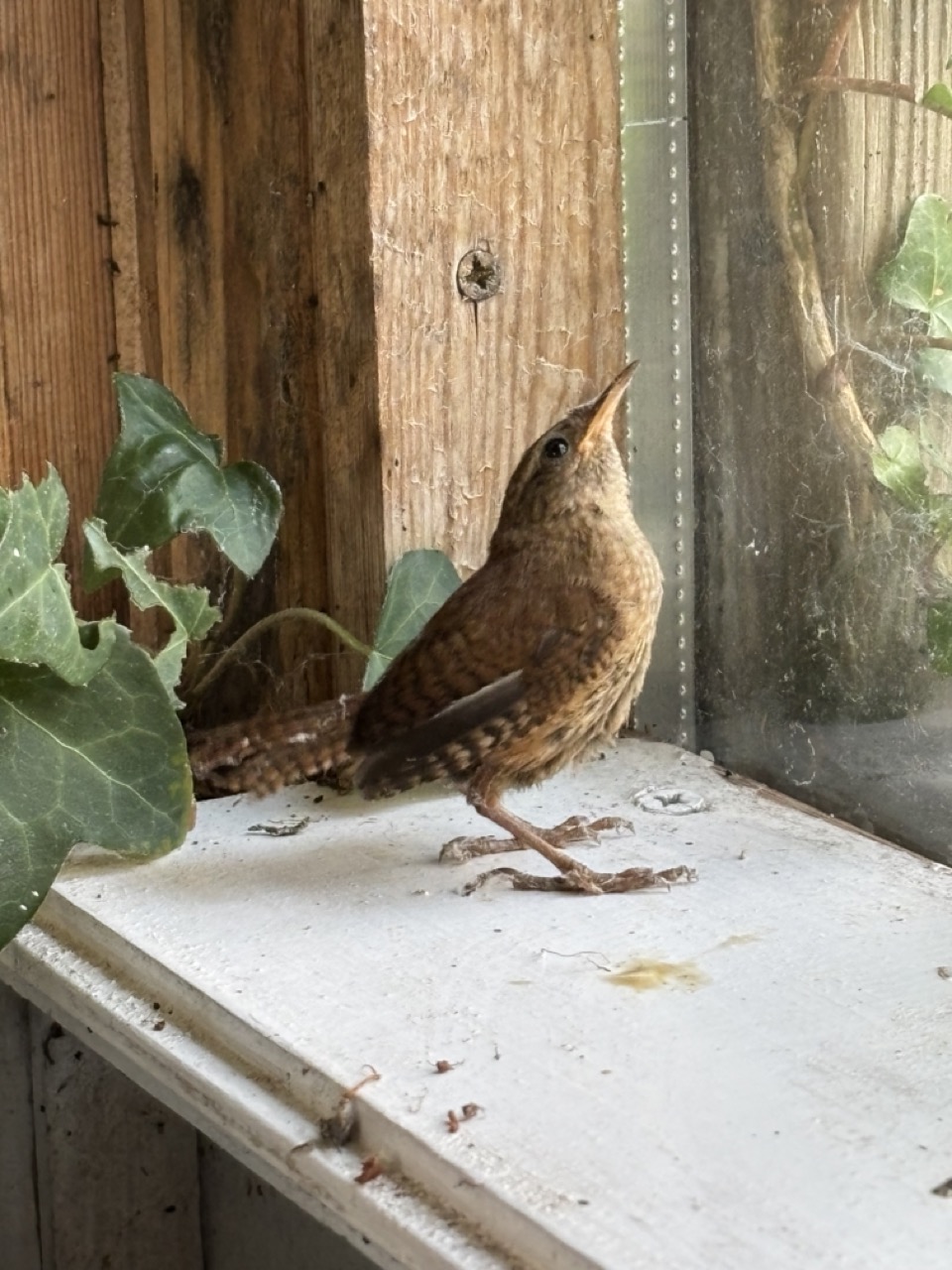 Bird stuck indoors